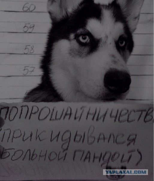 Друг человека