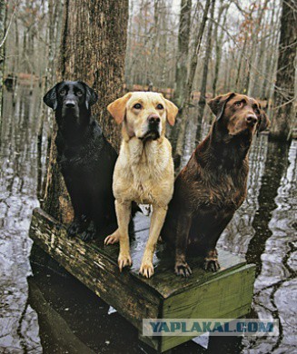 Собакочетверг