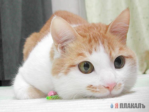 Коты, кошки, котята