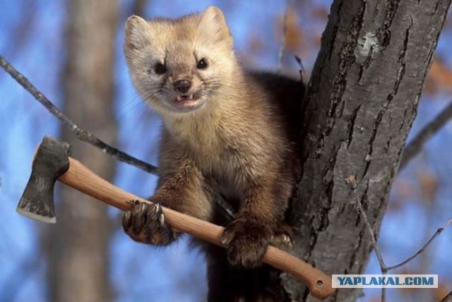 Если бы мясоеды вели себя как ВЕГАНЫ