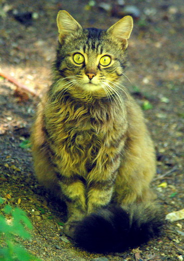 Дюжина кошаков