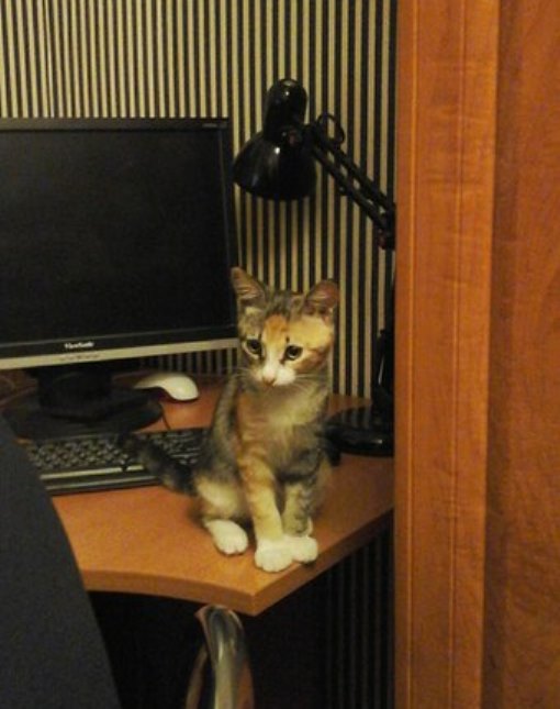 Котовторник 26.07 2016