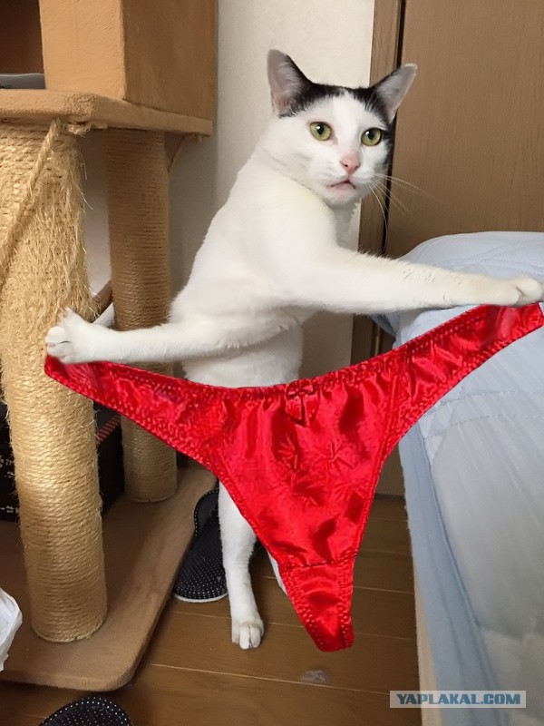 Фотожабы: Застрявшая кошка