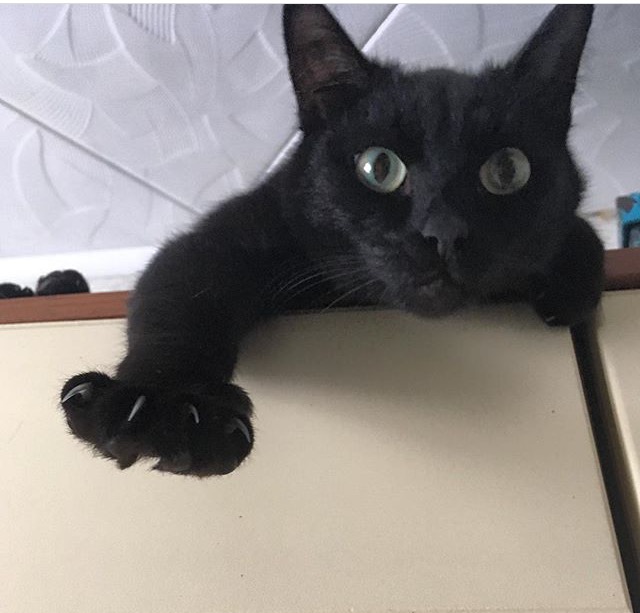 Котовторник 08.11.2016