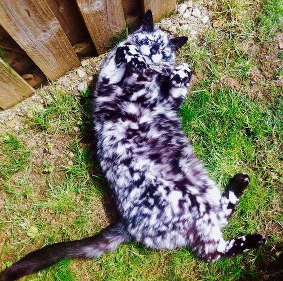 Коты из сети