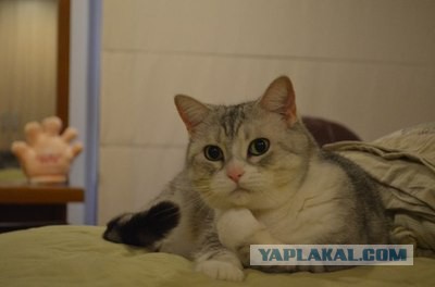 В Кургане НЛО устроило шопинг тур в местном ТЦ