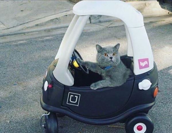 Коты и Кошки