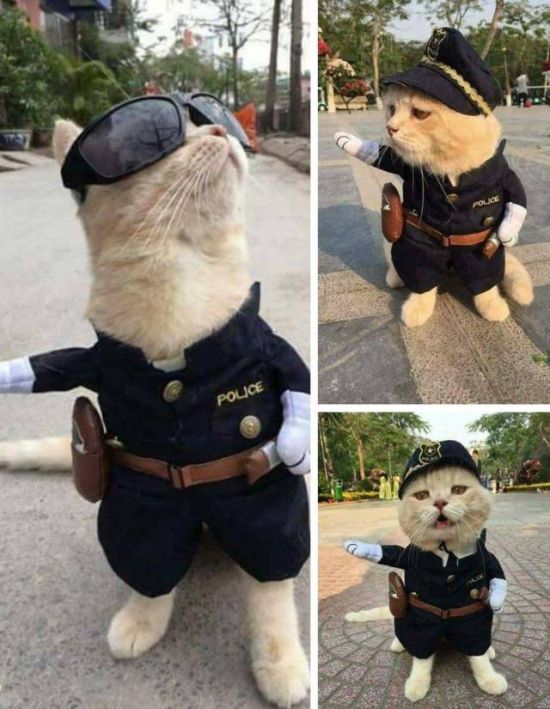Коты и Кошки