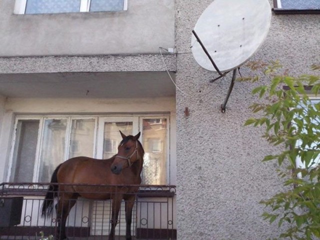 Живность из сети