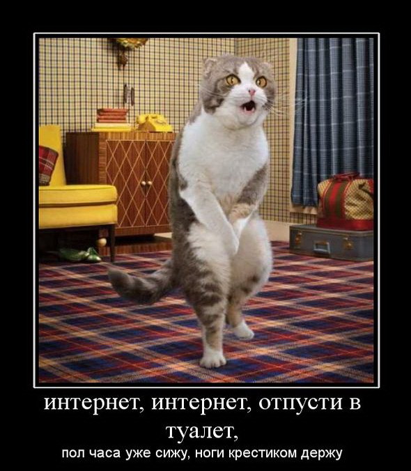 Коты. Отнюдь не ми-ми-ми.