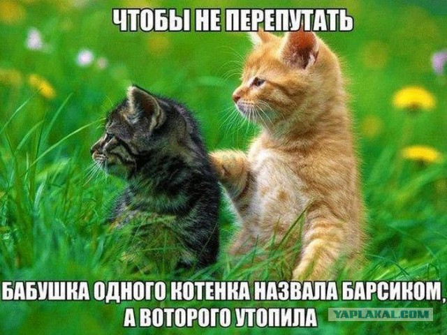 Смешные комментарии из социальных сетей 15.12.2017