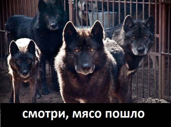 Волкособы — это 60 килограммов обаяния