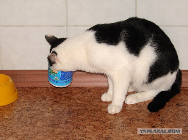 Котовторник на ЯПлакалъ (13.05.08)