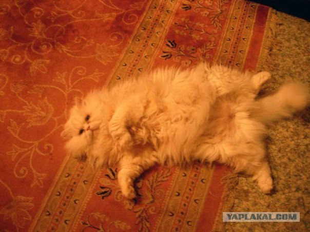 Ура, котовторник! (01.07.2008)