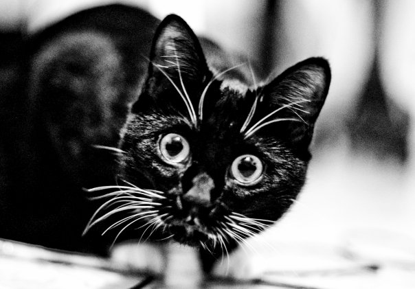 Котовторник, Весна, Цветы!