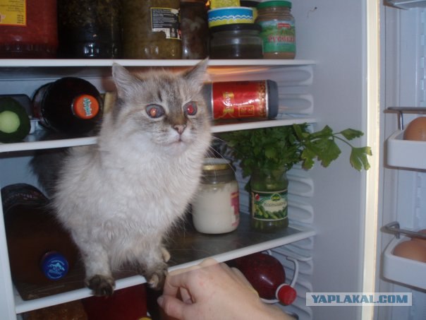 Котовторник 14.09.2010 Голые кошки на Yaplakal