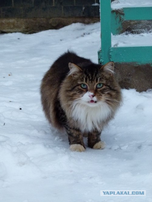 Котовторник уже сегодня!