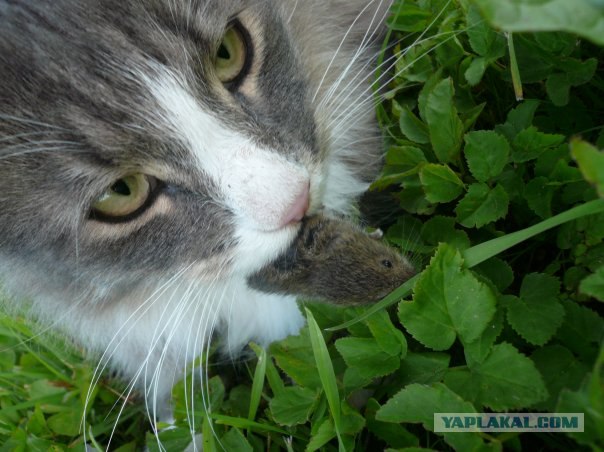 Котовторник! 08.11.11