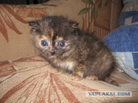 Котовторник 13.12.11 - магическе числа