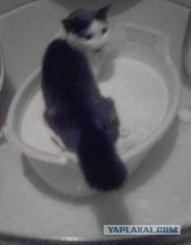 Котовторник! 13.03.2012