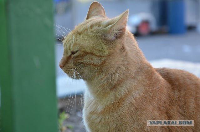 Котовторник 17.04.2012