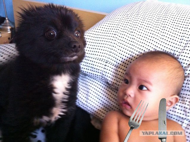 Кто этот зверь?