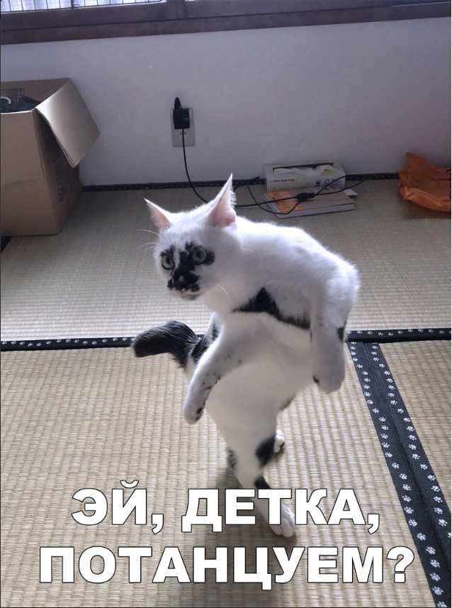 Забавные фото котеек