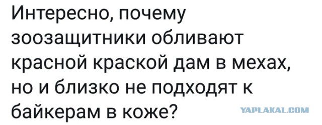 Забавные комментарии из социальных сетей
