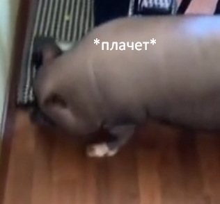 Мася любит шарики