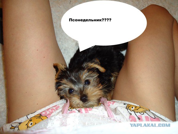 Собакопонедельник!