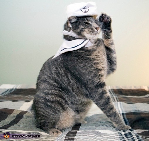 Кот завалил змея