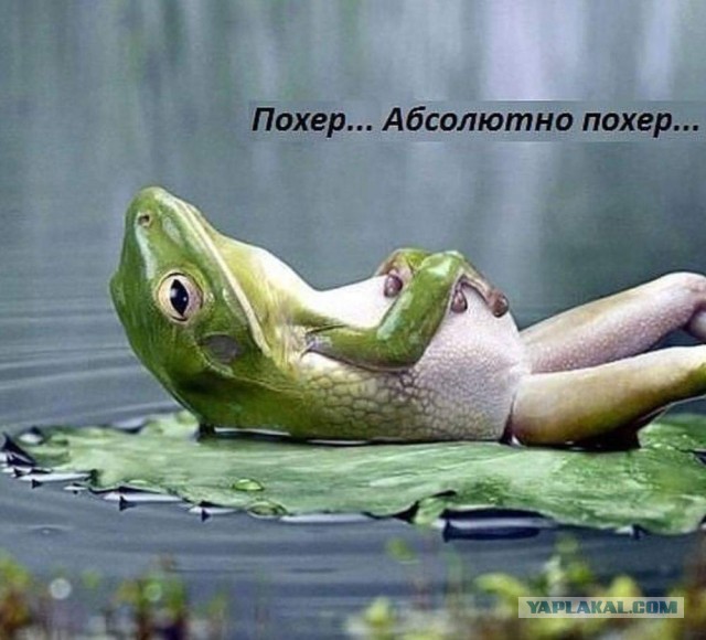 Скотсети и прочие интернеты 22.10.2021