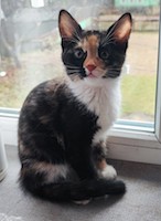 Котовторник, пополнение
