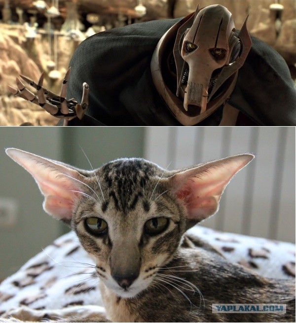 Есть кошки, у которых шило в одном месте