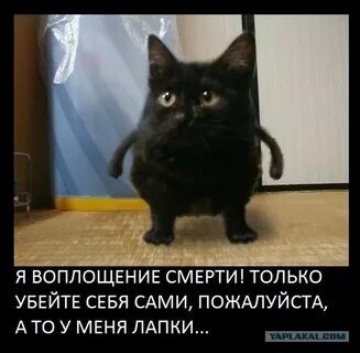 Дюжина фото, подтверждающих, что коты из потустороннего мира