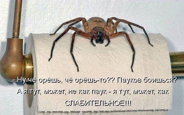 Тарантул VS Черная вдова