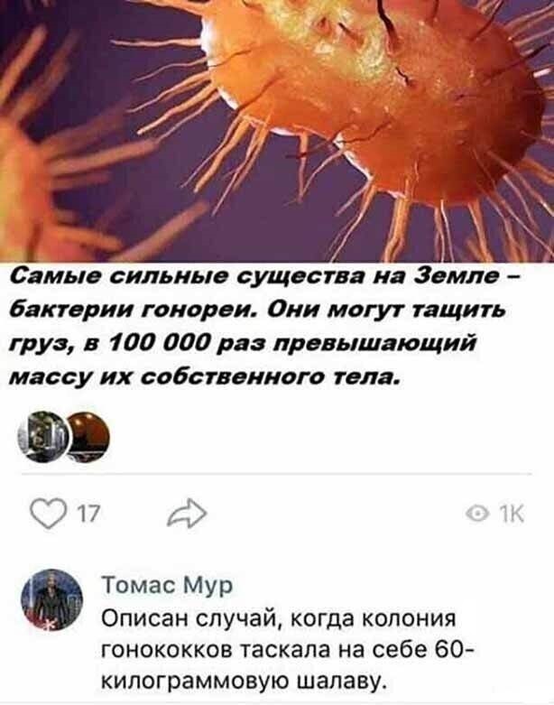 Картинки из Дристоля