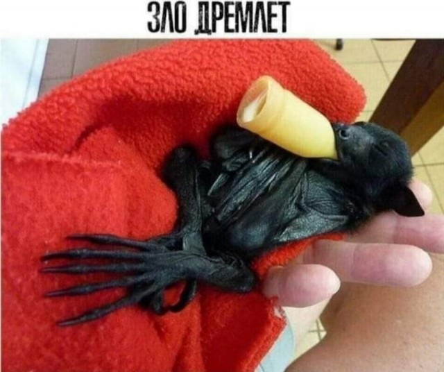 Завалялось тут случайно немного забавных картинок