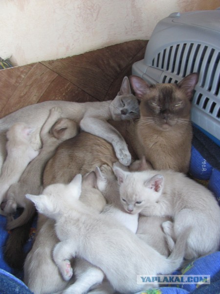 Котовторник 25.06.2013