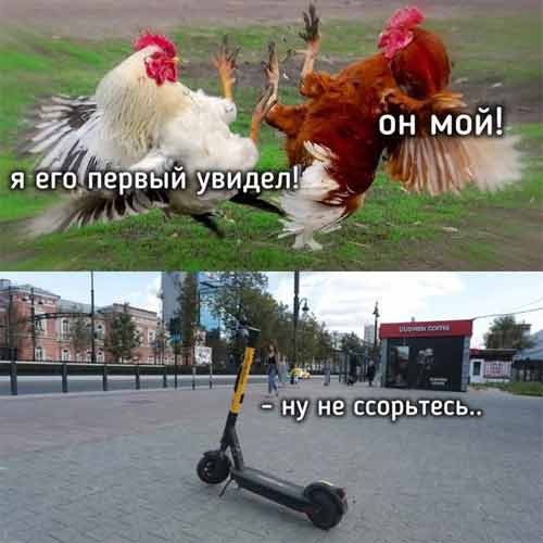 Тульский петушеринг