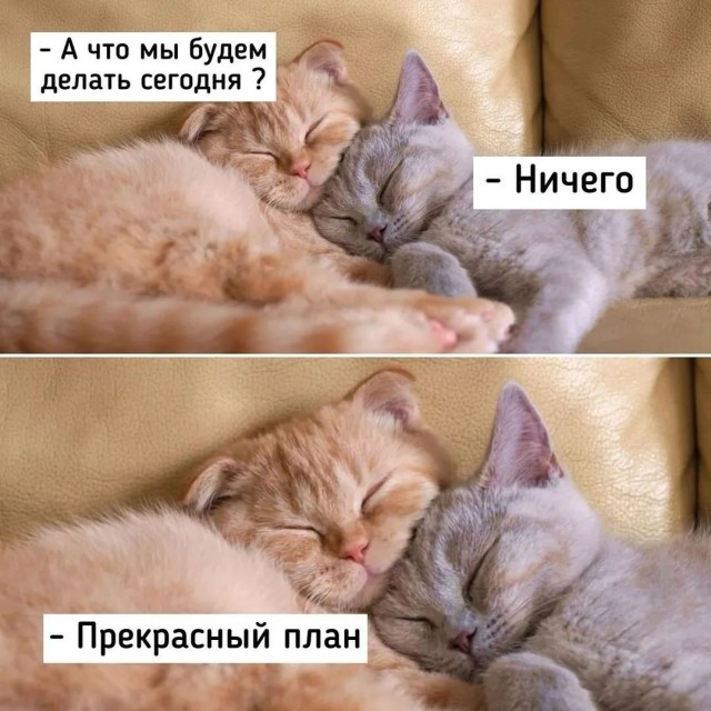 К котовторнику: подборка картинок-баянов с котиками и про котиков. Выпуск 26.