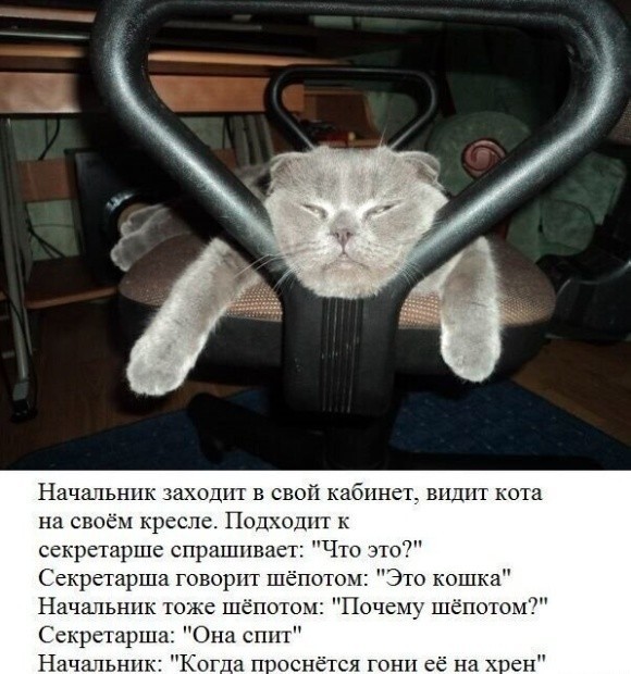 К котовторнику: подборка картинок-баянов с котиками и про котиков. Выпуск 27.