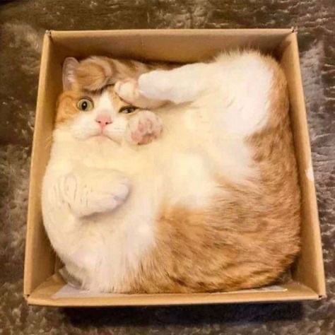 Котокоробковое