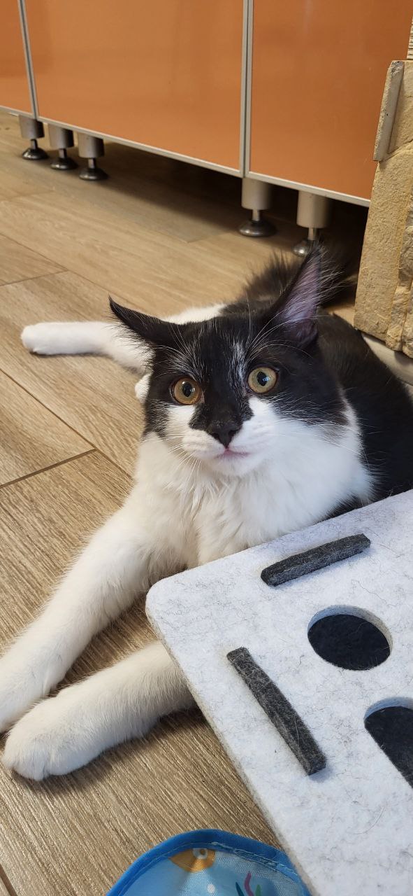 А котовторник уже пришёл?