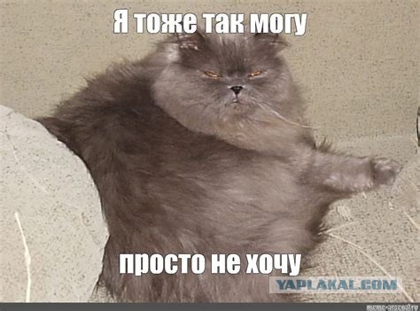 Я могу уничтожить Иран за 1 день, но не хочу — Трамп