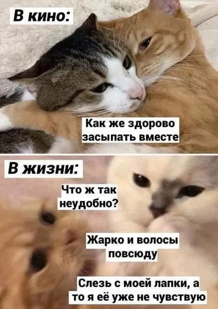 На уходящий котовторник