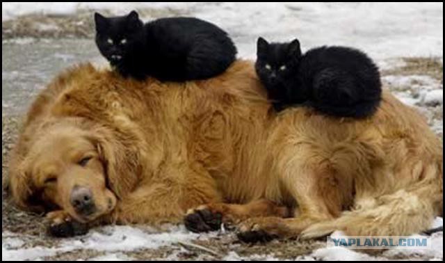 Подборка забавных и курьезных фотографий