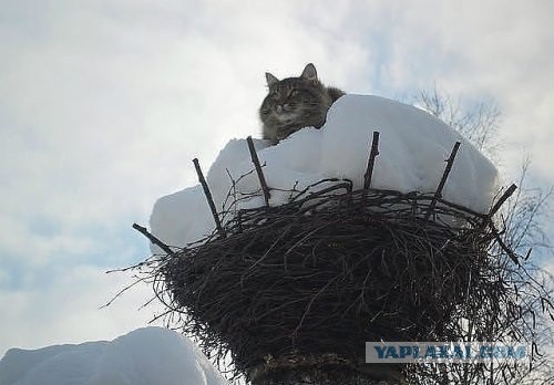 Весёлые картинки. Разбавим будни