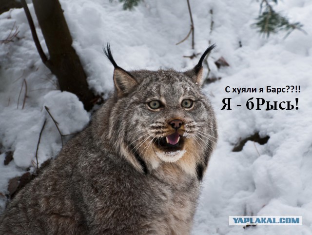 Симпатичный пушистик, пока спит.