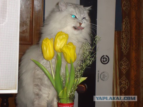 Я хочу замуж